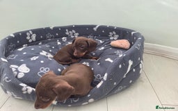 Miniature Dachshund dogs for sale: Mini Davies for sale - Image 5