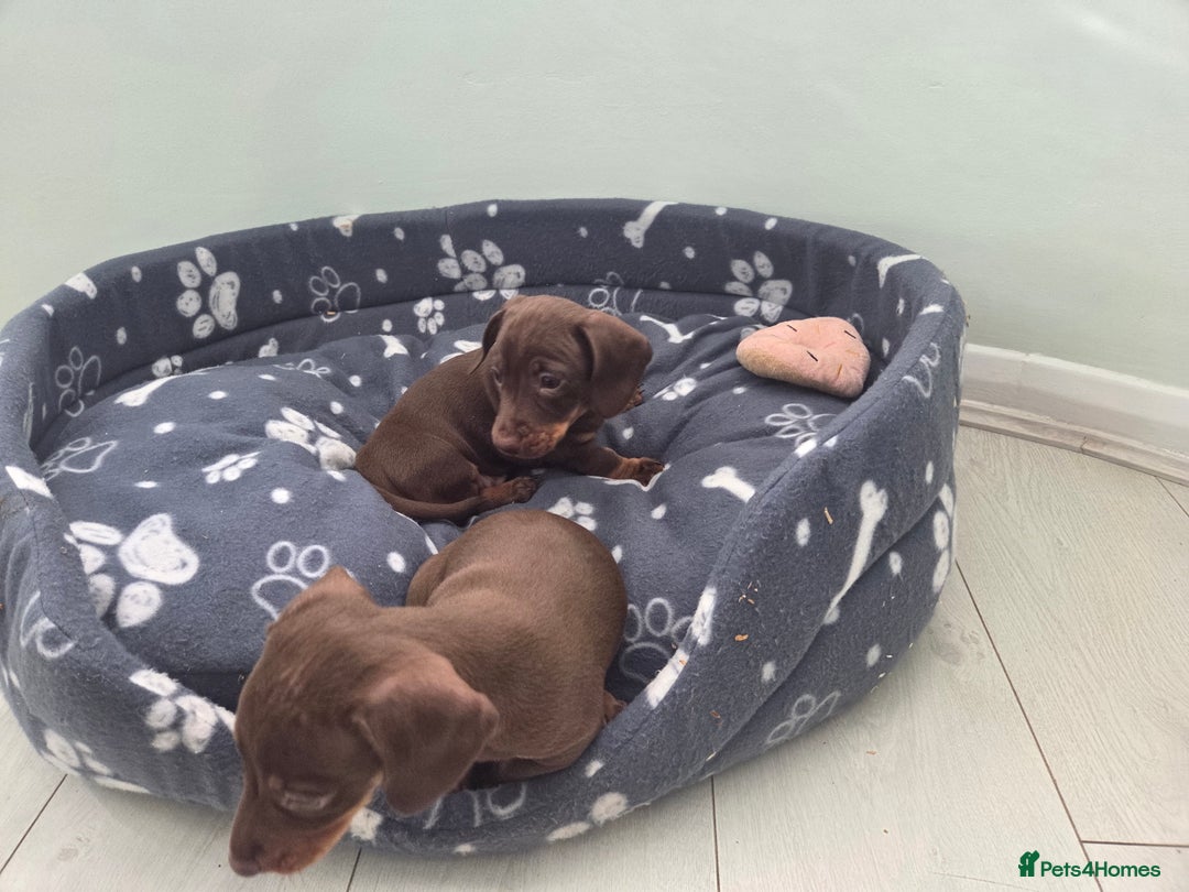 Miniature Dachshund dogs for sale: Mini Davies for sale - Image 5