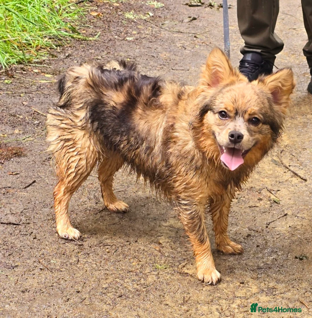 Mixed Breed dogs for sale: Female Beautiful pomerian cross frenchie  - Advert 3