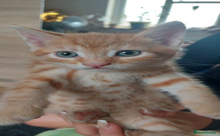 Mixed Breed cats - Advert 3