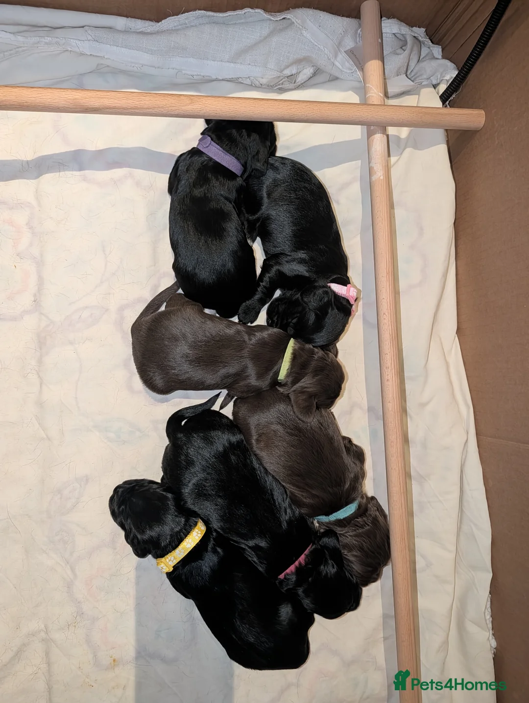 Sprocker dogs for sale: Sprocker spaniel - Advert 6