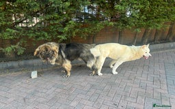Mixed Breed dogs for sale: F1 Caucasian shepherd X American Akita  - Image 11