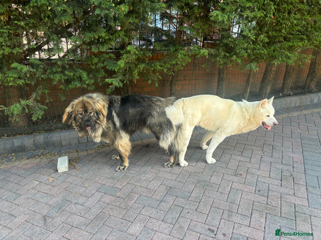 Mixed Breed dogs for sale: F1 Caucasian shepherd X American Akita  - Image 11