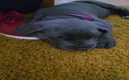 Cane Corso dogs for sale: My puppies  - Image 5