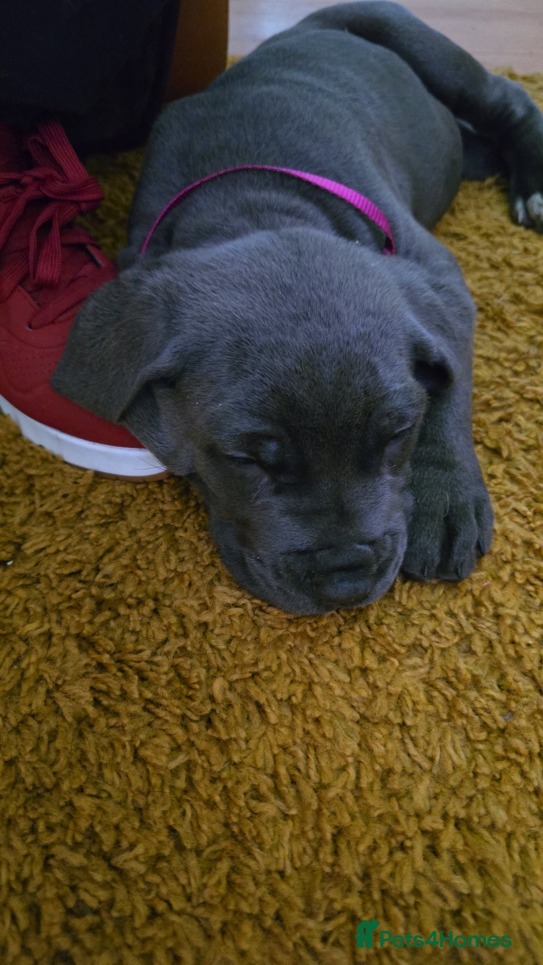 Cane Corso dogs for sale: My puppies  - Image 5