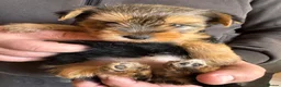 Yorkshire Terrier dogs for sale: Tiny and Adorable Yorkie Puppies (Boy and Girl) - Advert 2