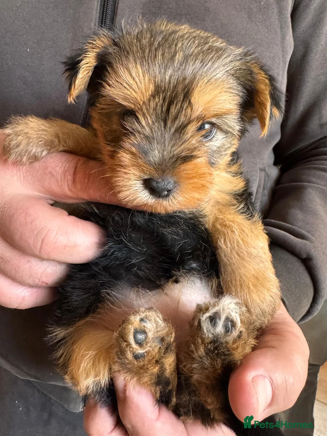 Yorkshire Terrier dogs for sale: Tiny and Adorable Yorkie Puppies (Boy and Girl) - Advert 2