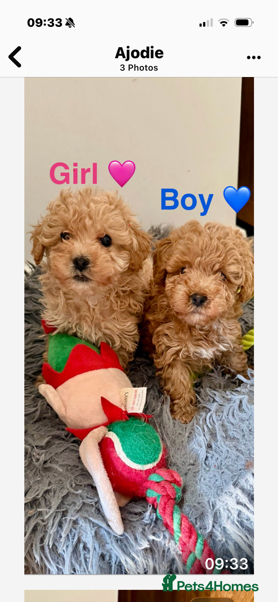 Toy Poodle dogs Toy poodle  - Advert 3