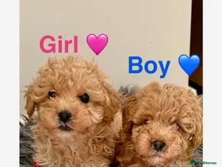 Toy Poodle dogs Toy poodle - Advert 3