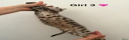 Bengal cats for sale: bengal female kittens - Advert 13