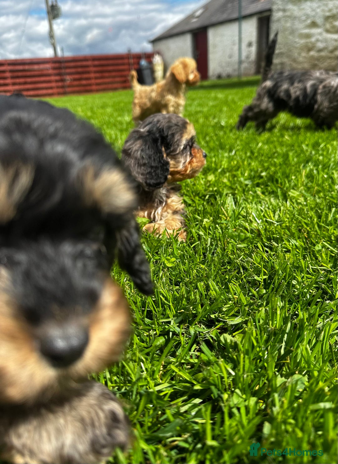 Cavapoo dogs for sale: Top Class Cavapoo pups double vaccinated! - Image 26