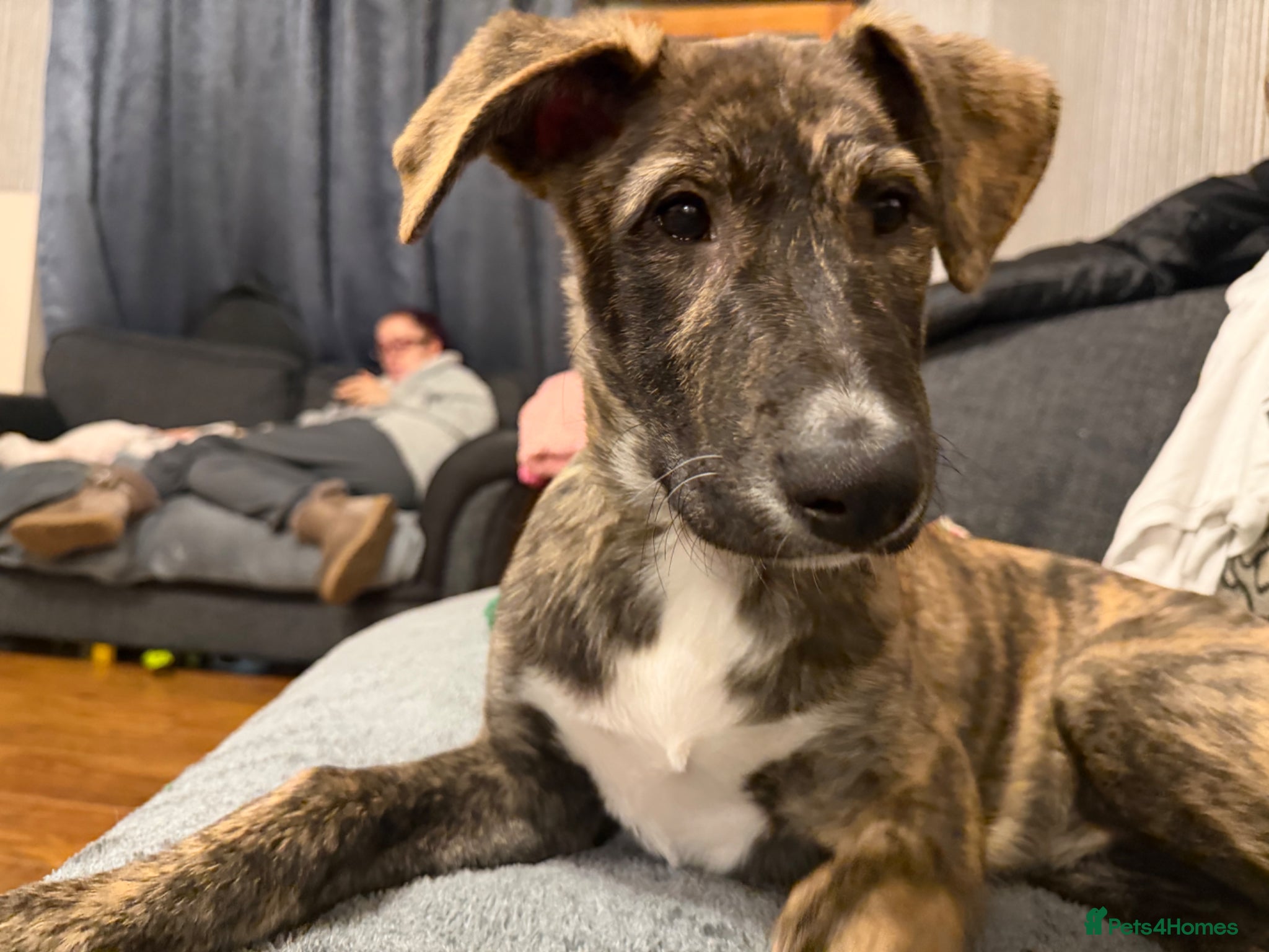 Mixed Breed dogs Nova  - Advert 1