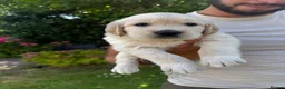 Golden Retriever dogs for sale: Chunky golden retriever puppies, kc registered in Poulton-le-Fylde - Advert 3