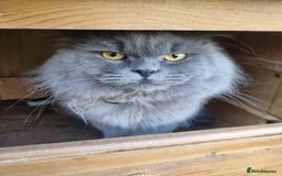 British Longhair cats for sale: British long hair x short hair  - Image 6