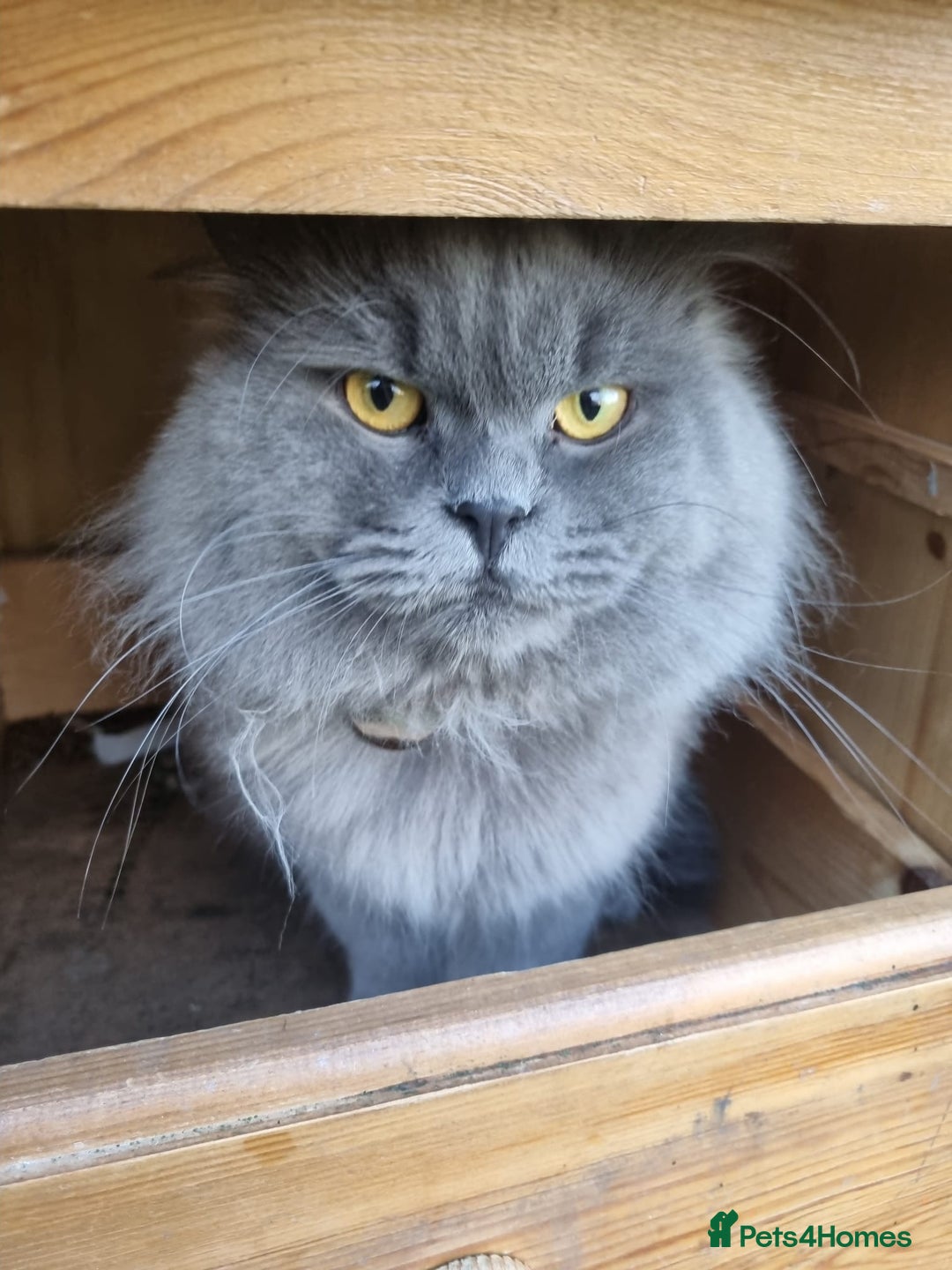 British Longhair cats for sale: British long hair x short hair  - Image 6