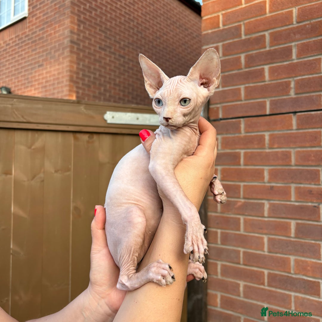 Sphynx cats for sale: Hairless kittens sphinx - Image 10
