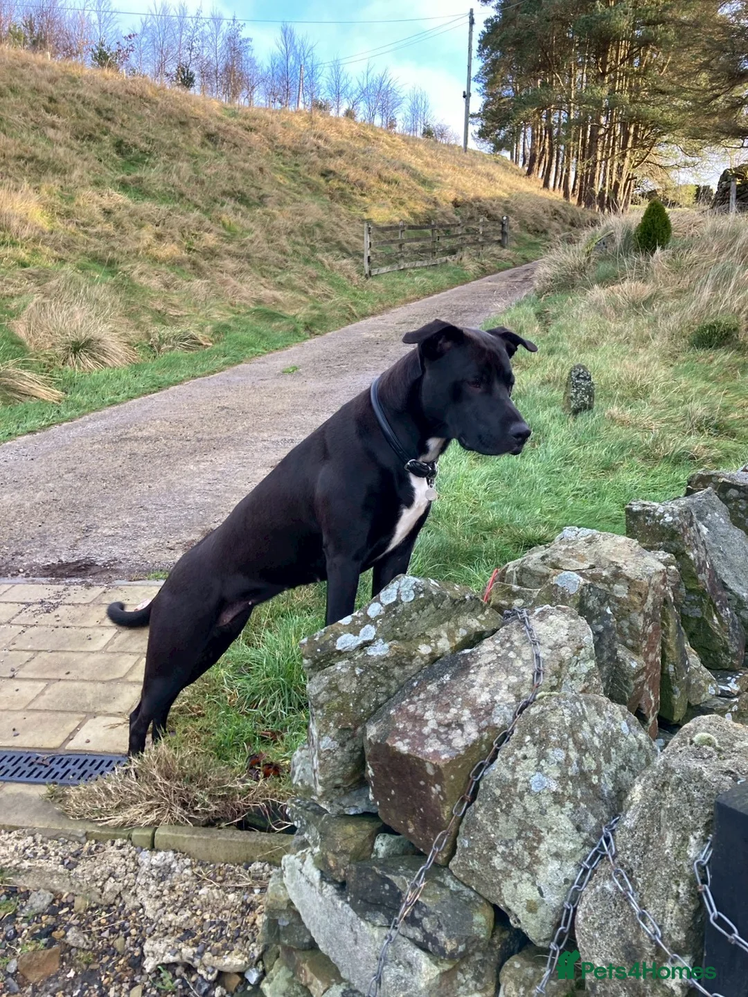 Mixed Breed dogs for sale: Lovely girl in West Yorkshire needs new home - Advert 2