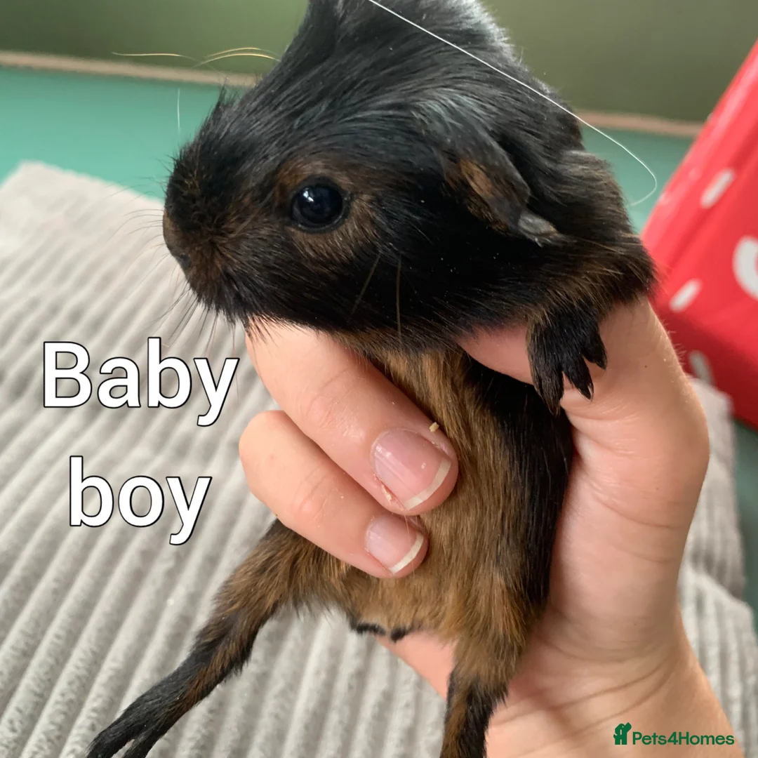 Guinea Pig rodents for sale: Males and females  - Advert 5