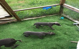 Whippet dogs for sale: KC whippets  - Image 6