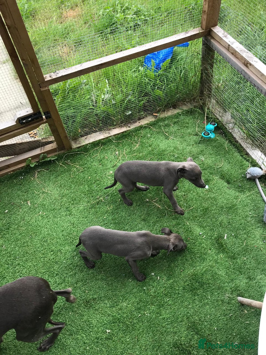 Whippet dogs for sale: KC whippets  - Image 6