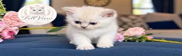 British Longhair cats for sale: Last boy Available- Golden Lilac BHS Ready Now !  - Advert 32