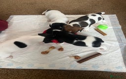 Jack Russell dogs for sale: Jack Russel puppies  - Image 16