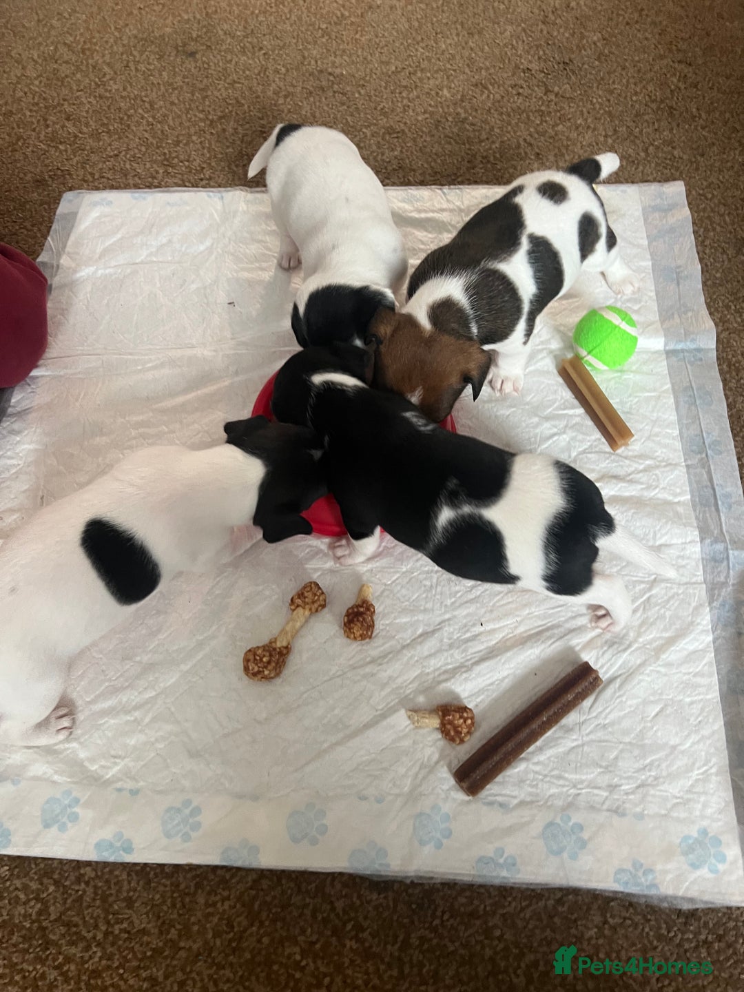 Jack Russell dogs for sale: Jack Russel puppies  - Image 16