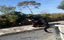 British Shorthair cats for sale: Female cat looking for loving home  - Image 6
