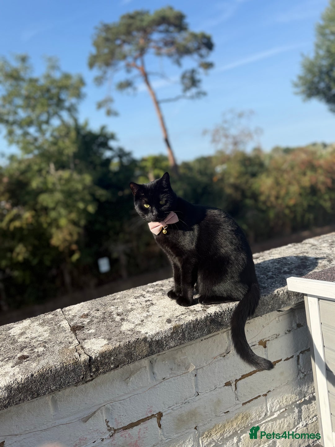 British Shorthair cats for sale: Female cat looking for loving home  - Image 6