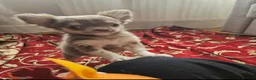 Chihuahua dogs for sale: Lilac female - Advert 5