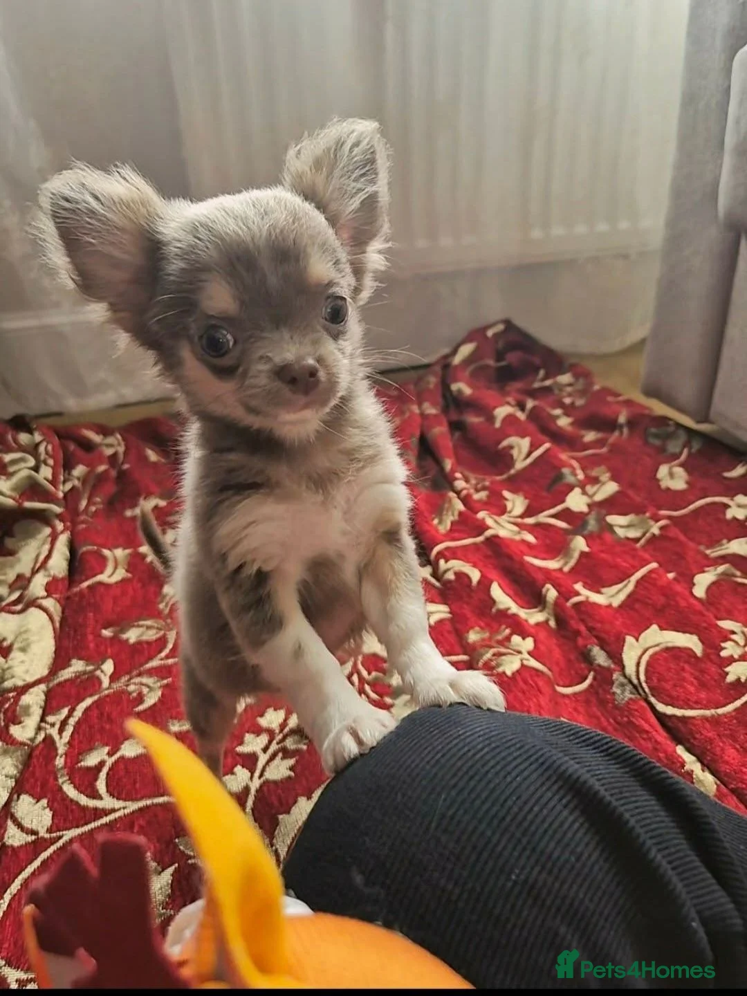 Chihuahua dogs for sale: Lilac female - Advert 5