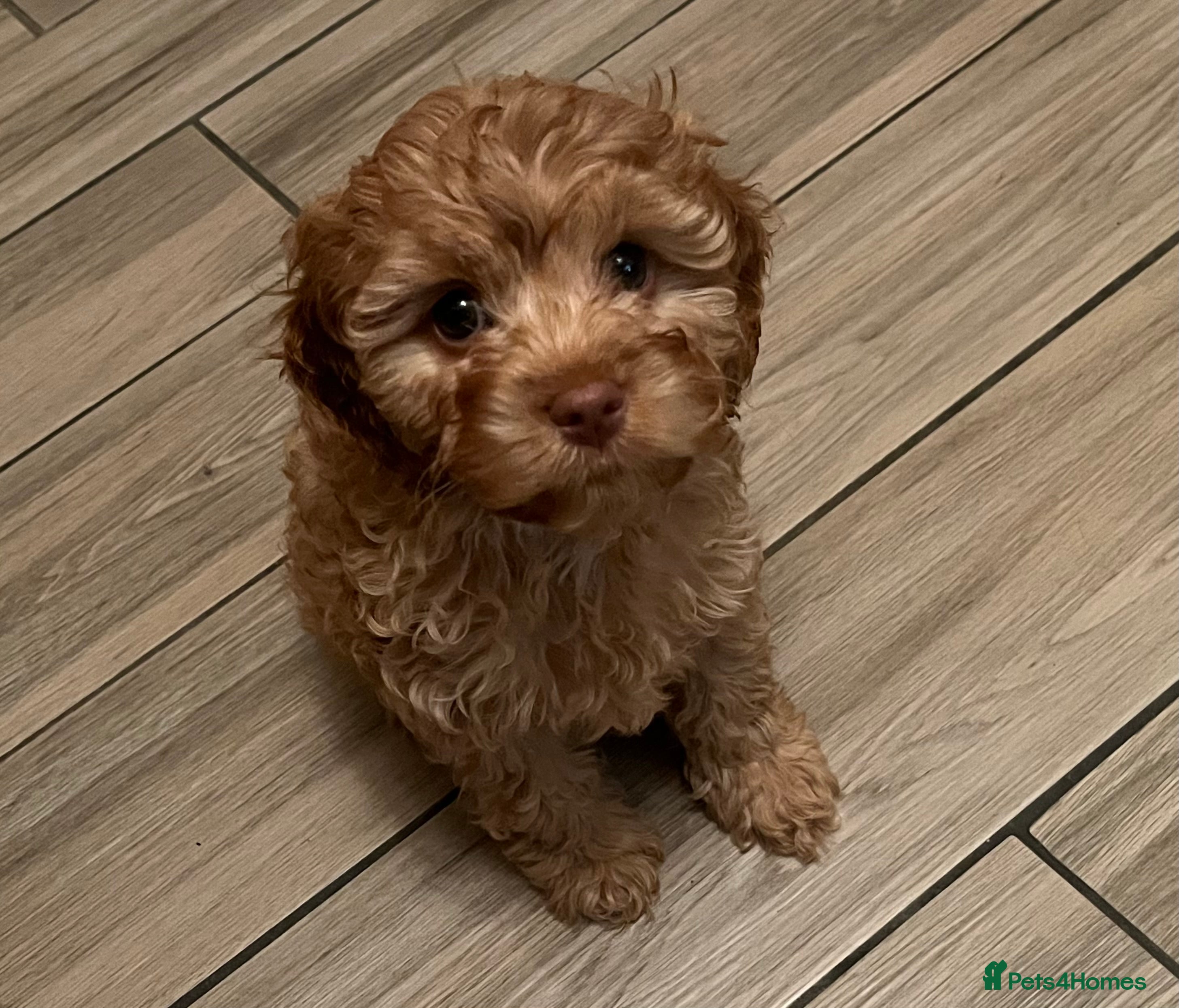 Cavapoo dogs 1 gorgeous cavapoo girl available 🐾 - Advert 5