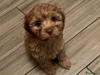 Cavapoo dogs 1 gorgeous cavapoo girl available 🐾 - Advert 5