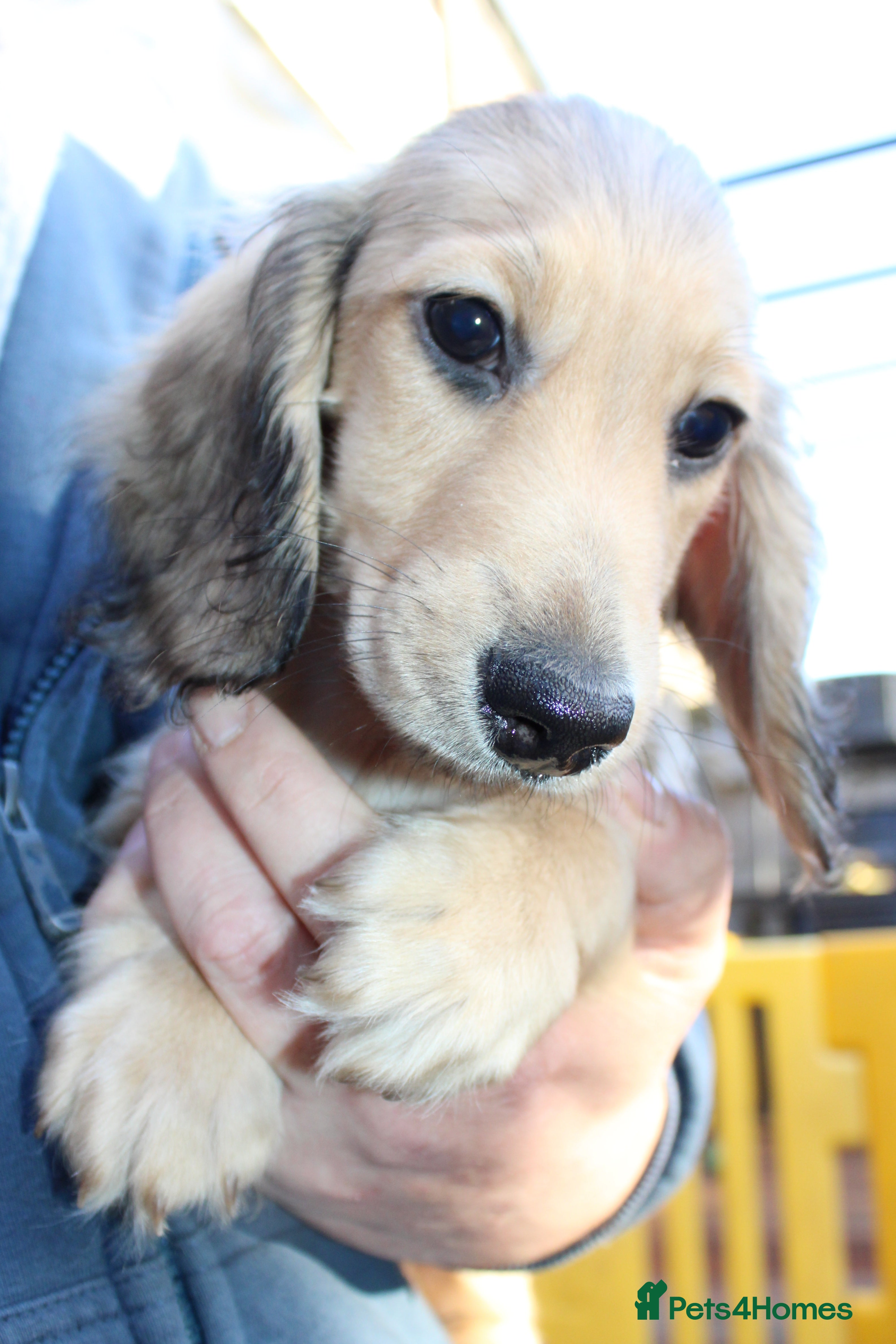 Miniature Dachshund dogs Price Reduced  - Advert 11