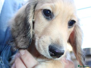 Miniature Dachshund dogs Price Reduced - Advert 7