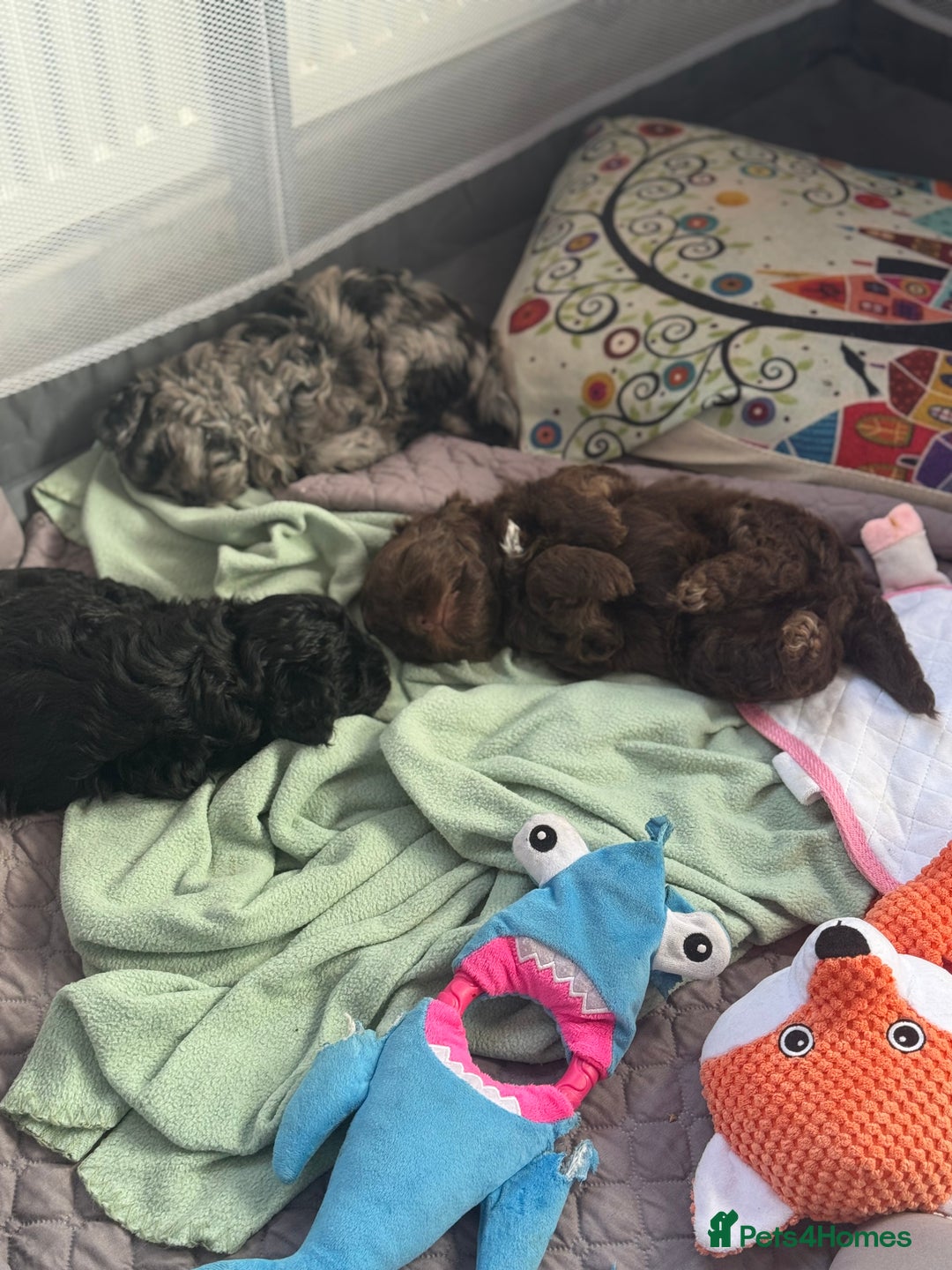 Shihpoo dogs for sale: Outstanding Shihpoo puppies - Image 11