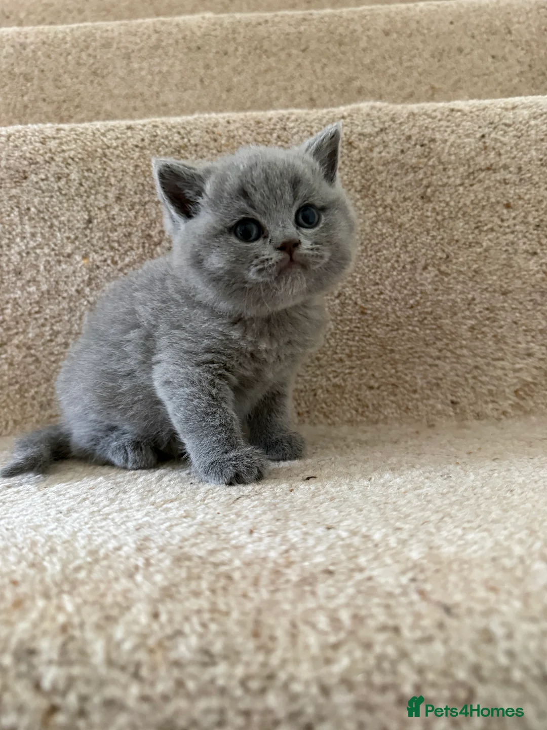 British Shorthair cats for sale: Stunning GCCF BSH - Tortie and Bi colour  - Advert 20