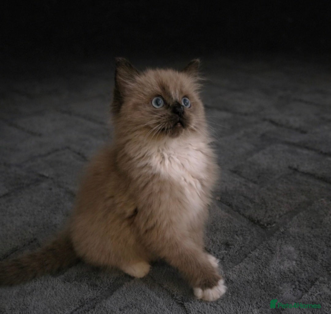 Ragdoll cats Beautiful Seal Mink Kitten - Advert 5