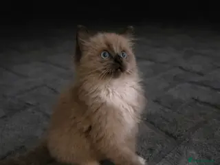 Ragdoll cats Beautiful Seal Mink Kitten - Advert 5