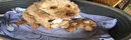 Cavapoo dogs for stud: PROVEN F1 Red Cavapoo stud-DNA Fully health tested - Advert 2