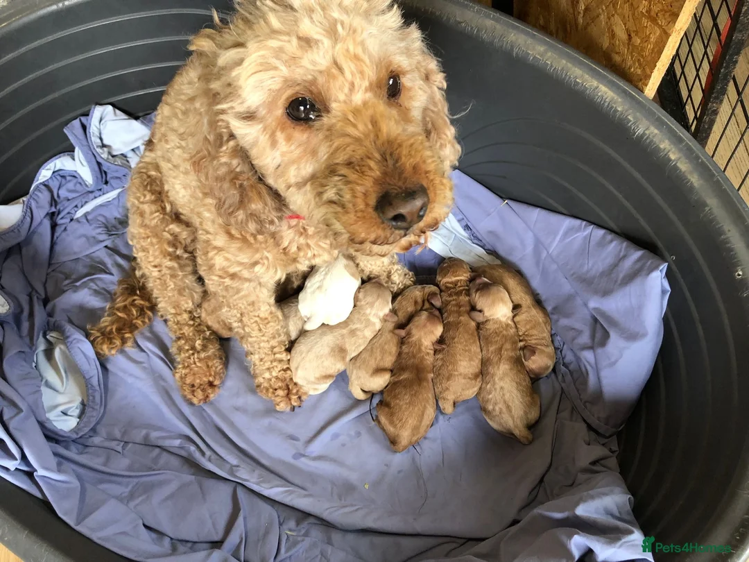 Cavapoo dogs for stud: PROVEN F1 Red Cavapoo stud-DNA Fully health tested - Advert 2
