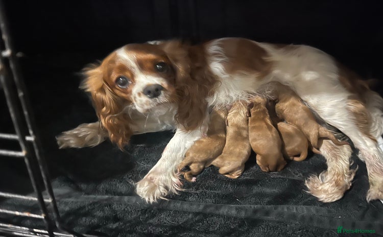 Cavapoo dogs - Advert 11