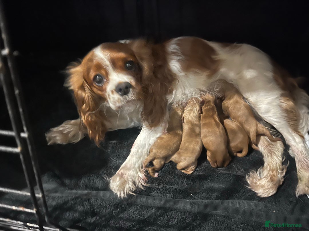 Cavapoo dogs for sale: Top Class Extensively tested F1 Toy Cavapoo pups - Image 1