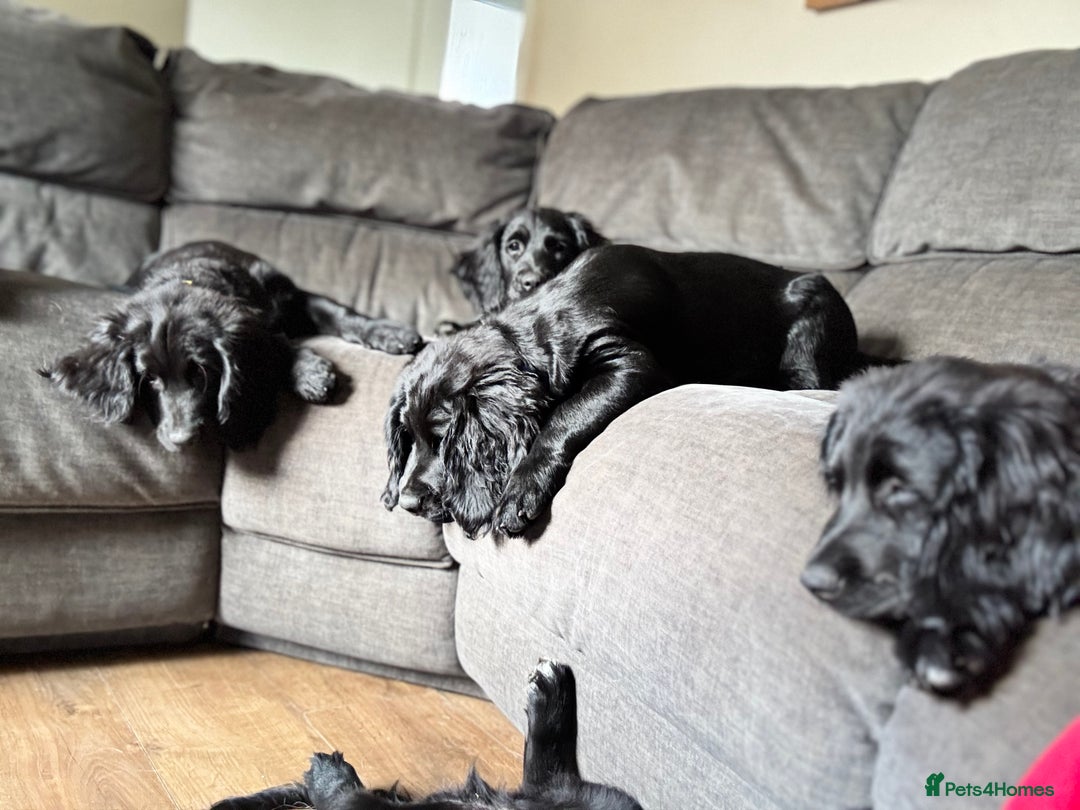 Mixed Breed dogs for sale: Spangold retrievers in Stourport-on-Severn - Image 21