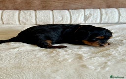 Cavapoo dogs for sale: Extensively Health Tested Cavapoo Puppies  - Image 19