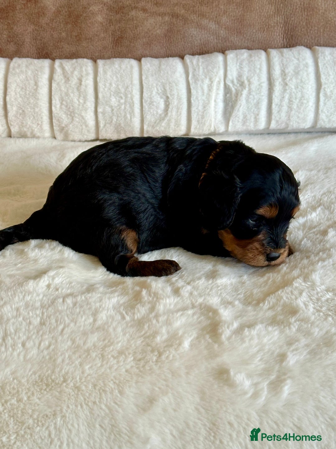 Cavapoo dogs for sale: Extensively Health Tested Cavapoo Puppies  - Image 19