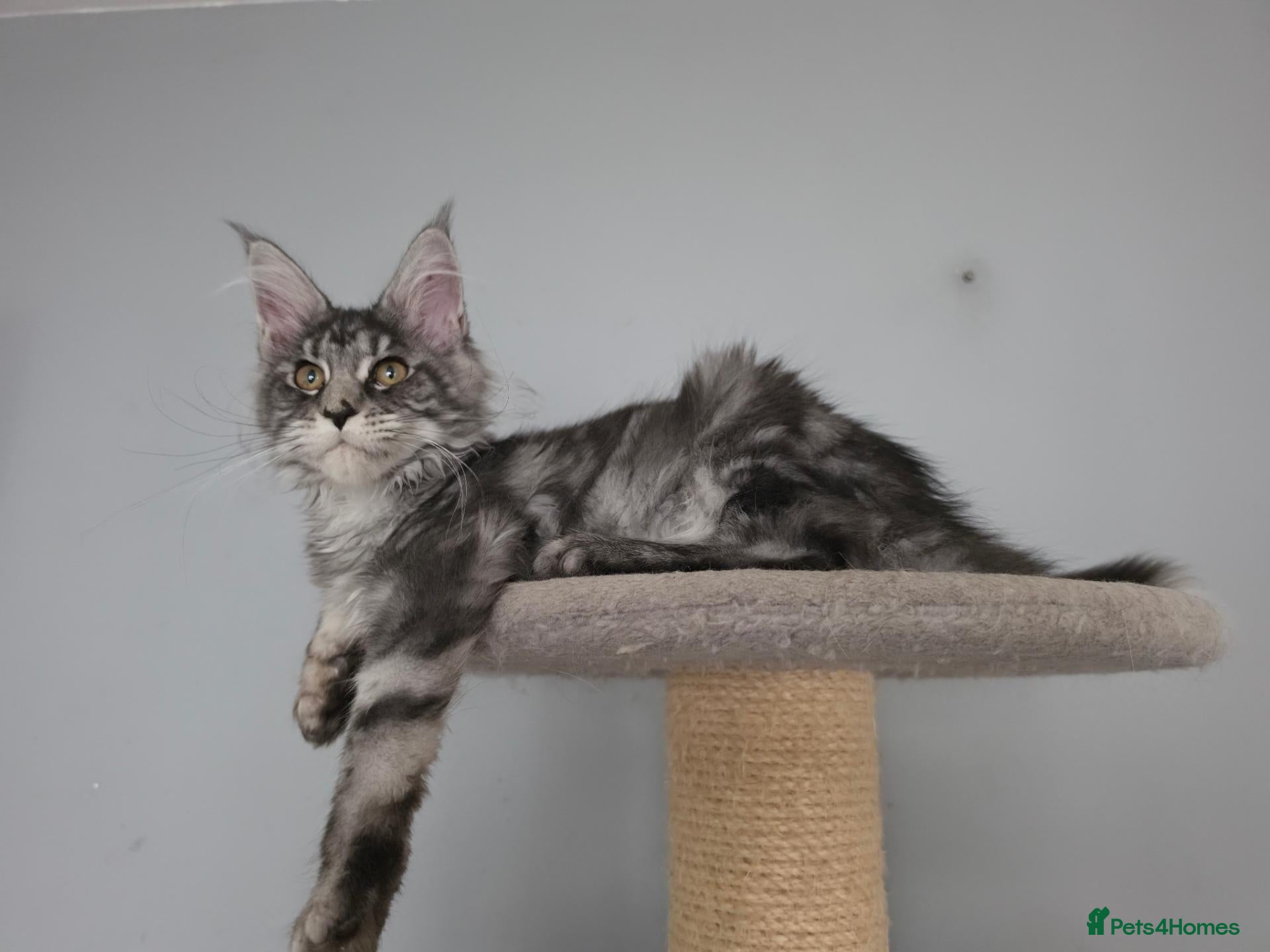 Maine Coon cats for sale: GCCF-registered Maine Coon kittens. - Advert 2