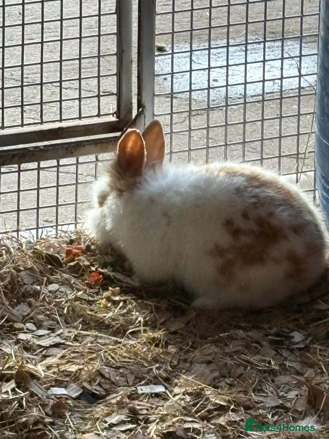 Mixed Breed rabbits for sale: RABBITS AND GUINEA PIGS various ages and sexes - Advert 2