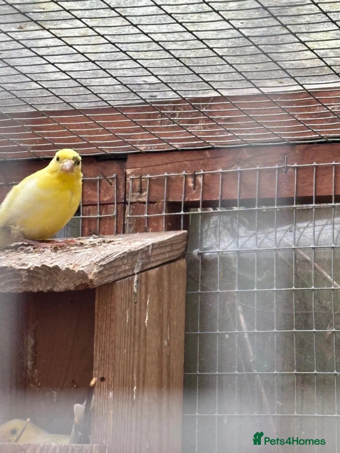 Canaries birds for sale: 6 Canaries in Didcot - Advert 2
