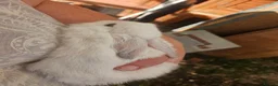 Mixed Breed rabbits for sale: Mini lops  and mini lopx dutch  - Advert 7